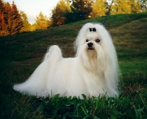 Благородная мальтезе с ниспадающей шерстью: характеристика породы