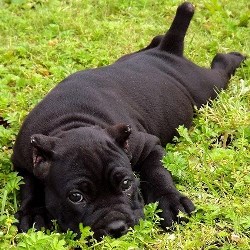 кане корсо поведение