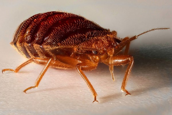 постельный клоп