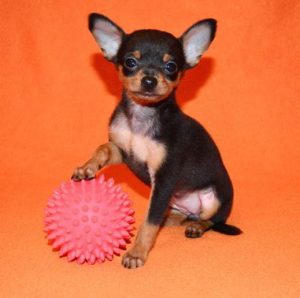 Золотые правила содержания и ухода за Той терьером чем кормить щенка и как воспитывать?