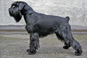 черный миттельшнауцер