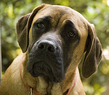 Mastiff_poroda
