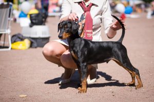 немецкий пинчер и девушка