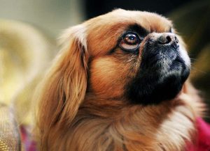 милая мордочка пекинеса