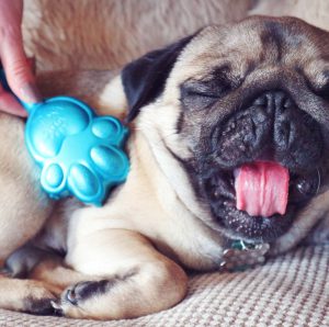 Секреты долгой продолжительности жизни Мопсы: сколько лет живут питомцы и как ухаживать?