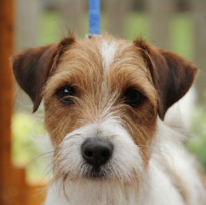 Изобретательный и умный пес Джек Рассел терьер жесткошерстный: описание и правила ухода