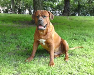 Японская бойцовская порода тоса ину: собака с агрессивным характером