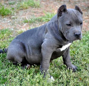 Разнообразие допустимых генетических окрасов питбуля: редкие и часто встречающиеся