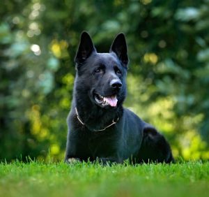 Все, что нужно знать о Немецкой овчарке: стандарты породы, размеры и вес по месяцам