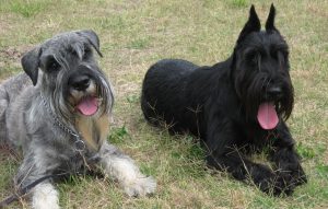 окрасы миттельшнауцера