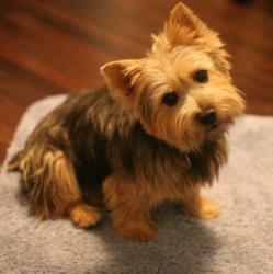 Дрессировка питомца