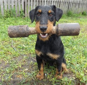 Универсальная охотничья собака из Германии Ягдтерьер: описание и характеристика породы