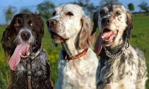 Три разновидности собак породы сеттер: особенности и отличия