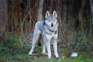 Лайка, скрещенная с волком: существует ли такая порода как отдельная?