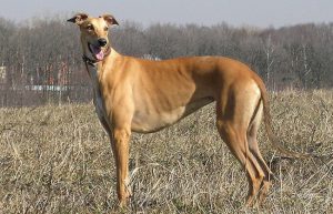 Порода испанский гальго: охотник, аристократ, надежный друг