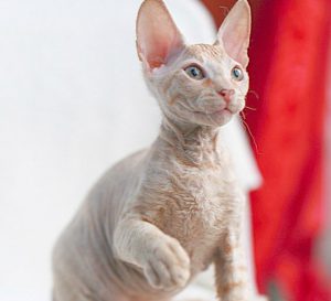 Самые ласковые и умные домашние питомцы Сфинкс с шерстью (Волосатый): описание и характер породы