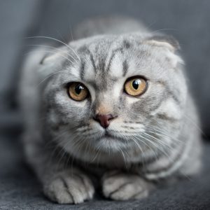 Милые и преданные Шотландские вислоухие котята: уход и питание, характер породы