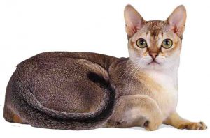 Сингапура: кошка, занесенная в Книгу Рекордов Гиннеса за миниатурные размеры