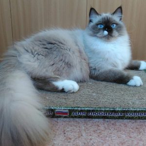 Приспособленные к любым условиям кошки Сибирский колор пойнт: описание и история породы