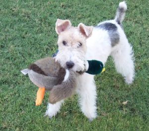 Бесстрашный и преданный защитник Фокстерьер: описание породы и фото собак