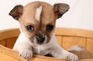 Характеристика чихуахуа, стоимость, уход за миниатюрным питомцем