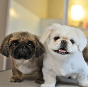 Список лучших и индивидуальных кличек для Пекинесов мальчиков и девочек