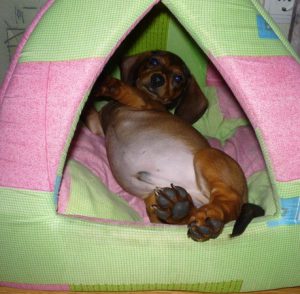 Важные правила выбора ошейника и намордника для Таксы: отзывы и цена