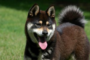 Японская порода сикоку: происхождение преданного друга и защитника