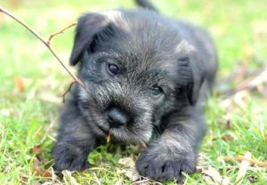 щенок миттельшнауцера