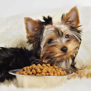 Энергичный и красивый коротыш Йоркширский терьер мини: уход и содержание собаки