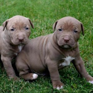 Азартная и волевая порода Питбультерьер (Питбуль): характеристика, сколько стоит?