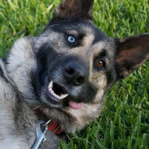 Отличия и характеристика породы помеси Овчарки и Хаски: описание и советы по уходу за метисом