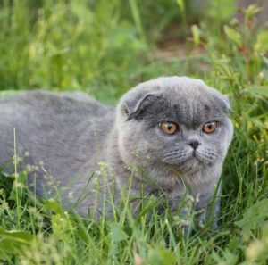 Как не стать обманутым поупателем котенка в чем разница и чем отличаются Британская кошка от Шотландской?