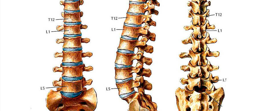Поясничный Поясничный