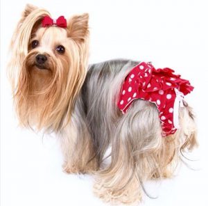 Эти дни у Йоркширского терьера сколько длится течка и какие признаки наступления?