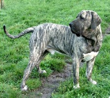 Mastiff_braz