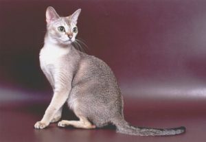 Сингапура: кошка, занесенная в Книгу Рекордов Гиннеса за миниатурные размеры