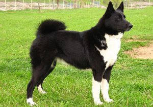 черная лайка