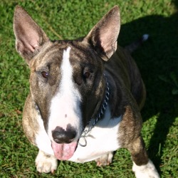 История происхождения породы