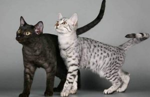 Грациозный кот аравийский мау: как ухаживать за аристократом и подружиться с ним?