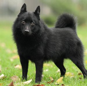 Обзор всех известных пород маленьких карликовых овчарок: описание и особенности