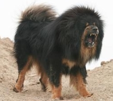 Mastiff_tib