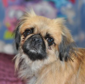 Одно из самых частых заболеваний у Пекинеса выпадают глаза: симптомы и лечение недуга