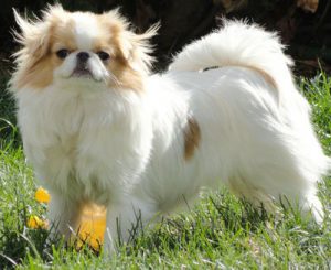 Аристократичный вечный малыш японский хин: особенности характера питомца