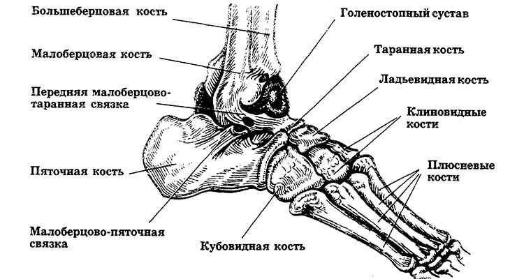 Кости голеностопного сустава Кости голеностопного сустава