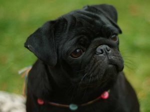 Карликовый мопс: особенности ухода за карманной собачкой