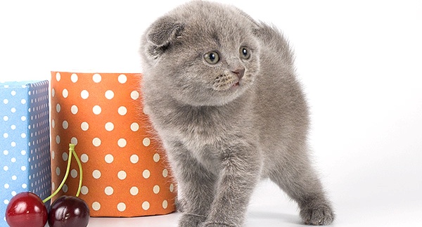 Самые популярные и особенные клички для Шотландских вислоухих котов и кошек: описание породы