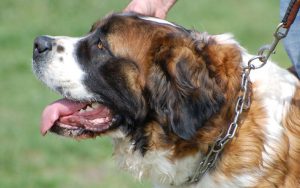 милая морда овчарки