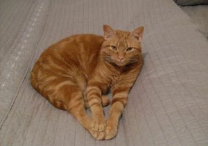 Грациозный кот аравийский мау: как ухаживать за аристократом и подружиться с ним?