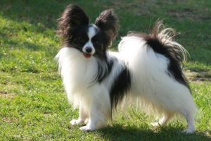 Забавный французский папильон (папийон): описание собак с роскошным окрасом